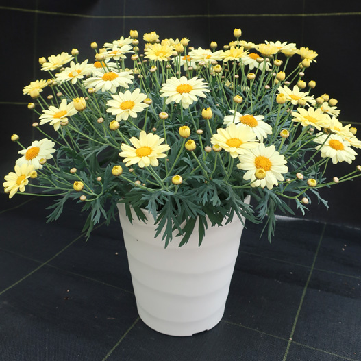 マーガレット　スマッシュ 