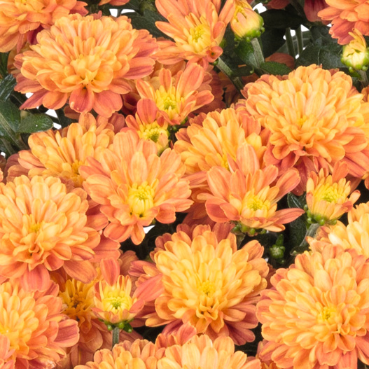 ビタマム　ディット 