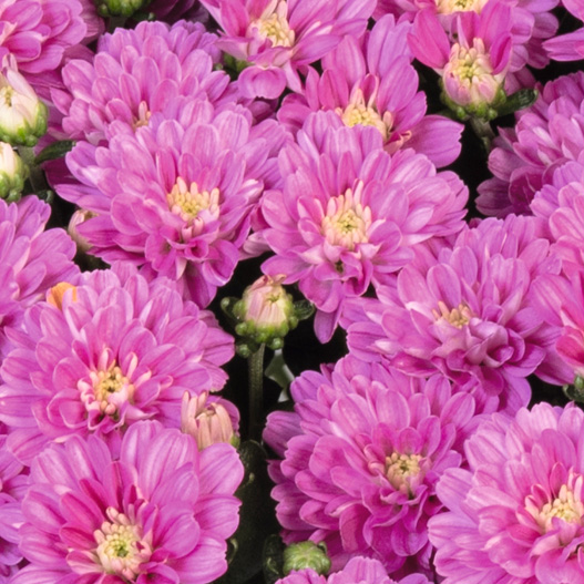 ビタマム　ディット 