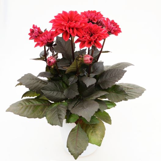 ダリア　テンプテーション 