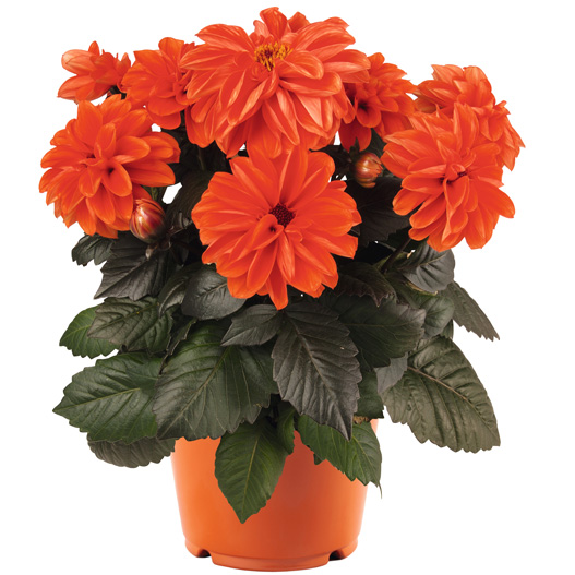 ダリア　テンプテーション 