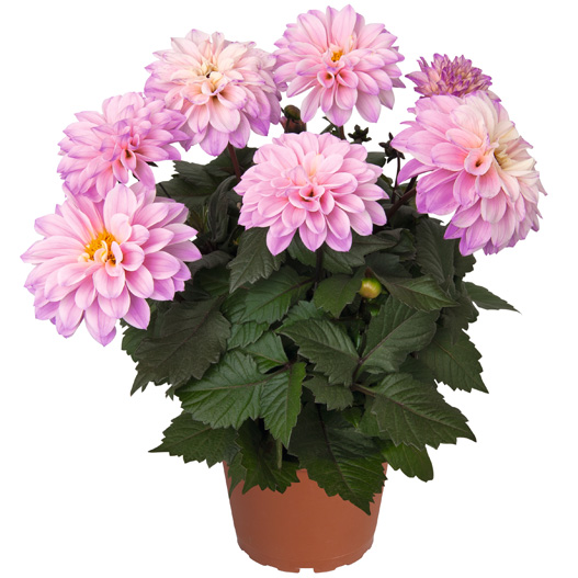 ダリア　テンプテーション 