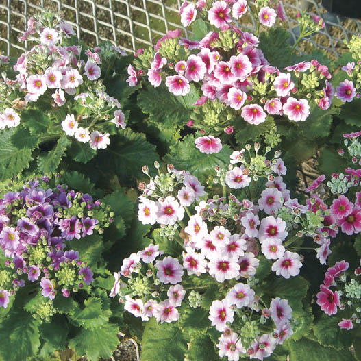 プリムラ マラコイデス　ニュー富士 