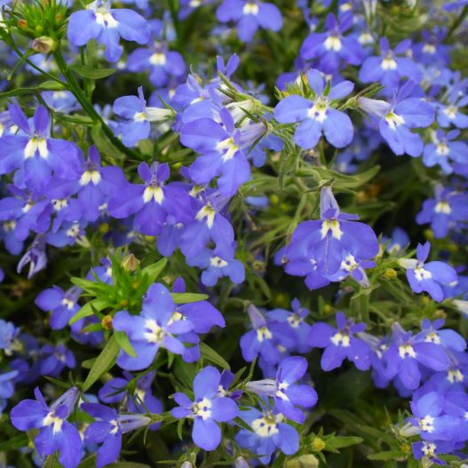 ロベリア F1　マスターピース 