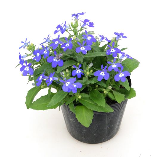 ロベリア F1　マスターピース 