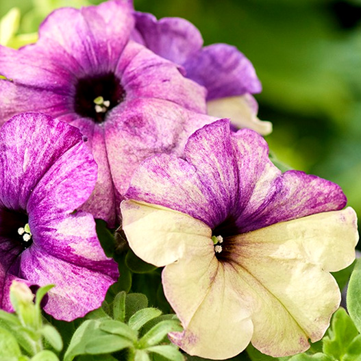 ペチュニア F1 シェイク｜WEBカタログ｜未来アグリス株式会社|未来