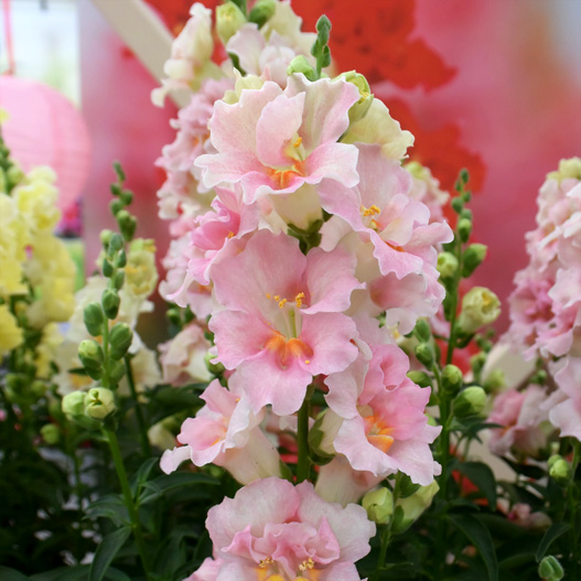 キンギョソウ F1　ダブルショット シリーズ 