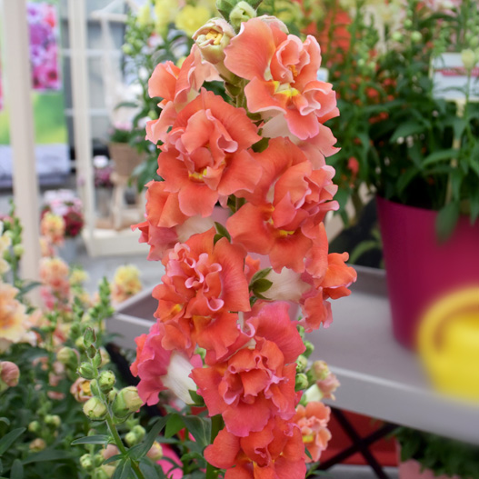 キンギョソウ F1 ダブルショット シリーズ｜WEBカタログ｜未来アグリス