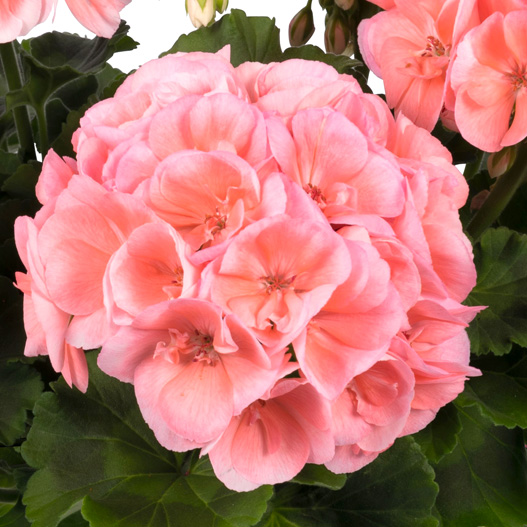 ゼラニウム ビッグイーズ｜WEBカタログ｜未来アグリス株式会社|未来