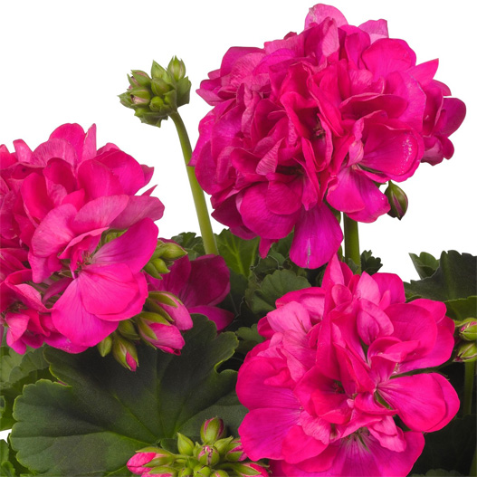 ゼラニウム　ビッグイーズ 