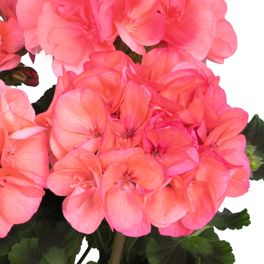 ゼラニウム ビッグイーズ｜WEBカタログ｜未来アグリス株式会社|未来