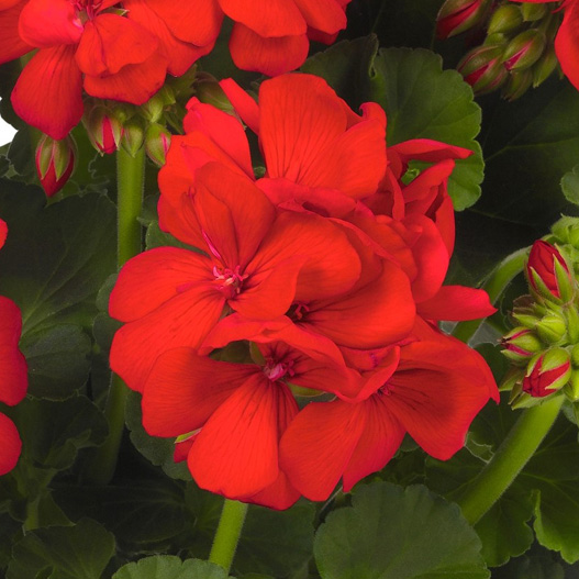 ゼラニウム　ビッグイーズ 