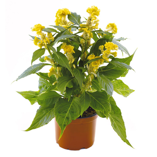 セロシア　ロイヤルバンザンテン シリーズ 