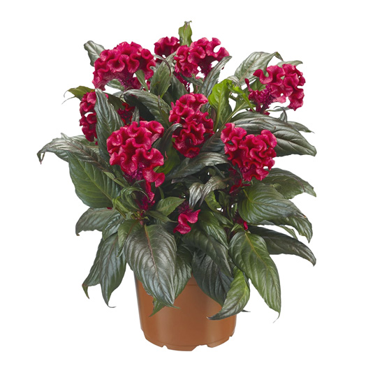 セロシア　ロイヤルバンザンテン シリーズ 