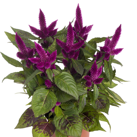 セロシア　ロイヤルバンザンテン シリーズ 