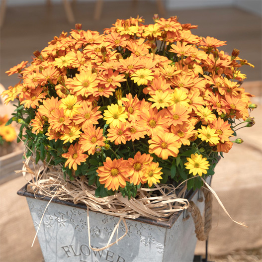 オステオスペルマム　キャンディフィールズ シリーズ 