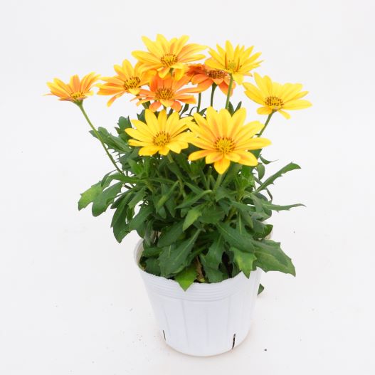 オステオスペルマム　キャンディフィールズ シリーズ 