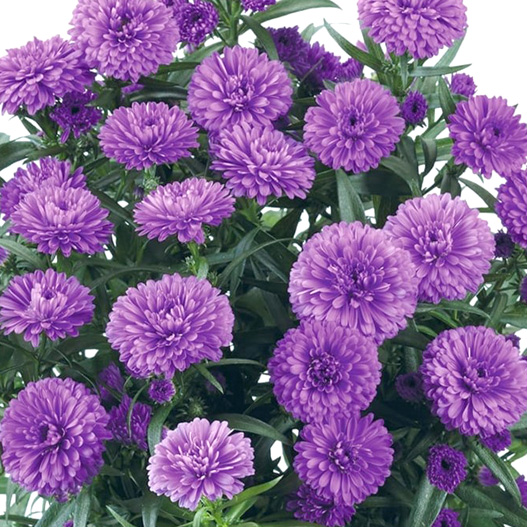 アスター　ショーメーカー シリーズ 