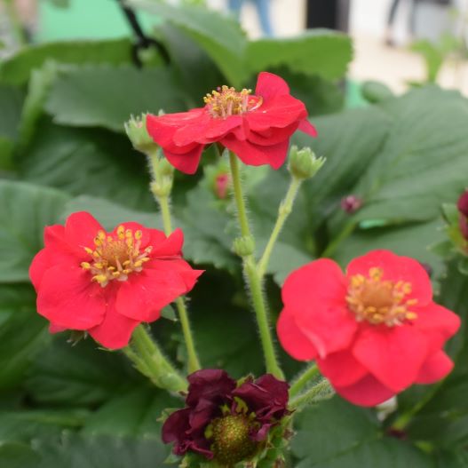 四季成りイチゴ F1 サマーブリーズ シリーズ｜WEBカタログ｜未来