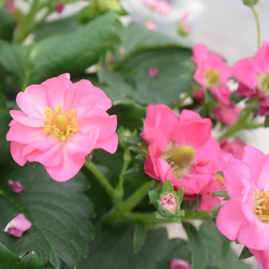 四季成りイチゴ F1　サマーブリーズ シリーズ 