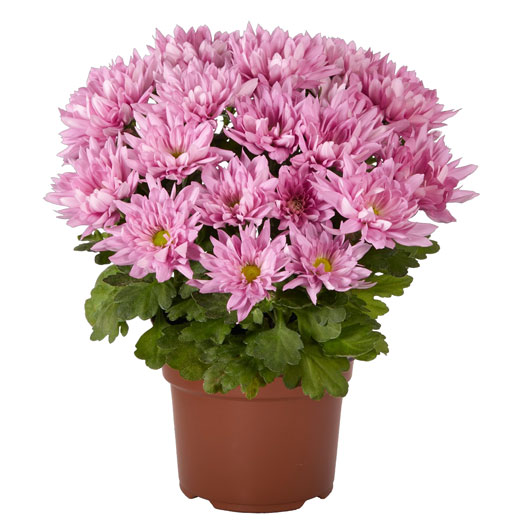 ポットマム　ブリーズ シリーズ 