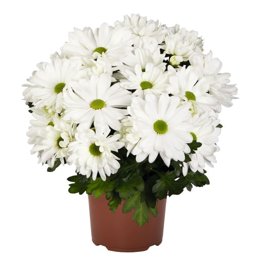 ポットマム　ブリーズ シリーズ 