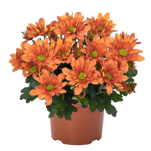 ポットマム　ブリーズ シリーズ 