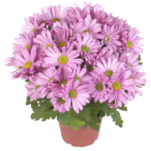 ポットマム　ブリーズ シリーズ 