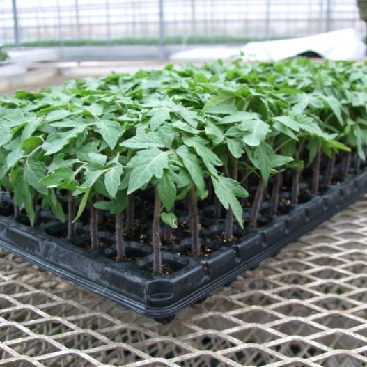 野菜接ぎ木苗 群馬農場｜WEBカタログ｜未来アグリス株式会社|未来