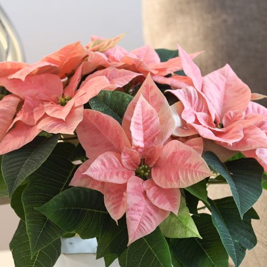 ポインセチア　ピンクシャンパーニュ 