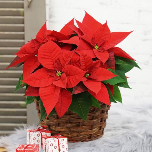 ポインセチア　クリスマス ビューティー 