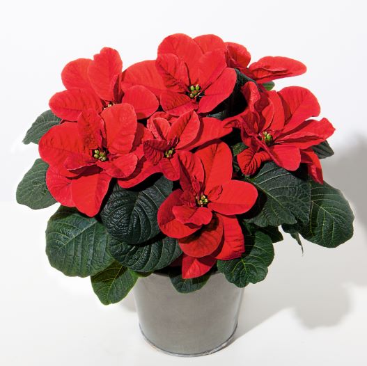 ポインセチア　クリスマス マウスレッド 