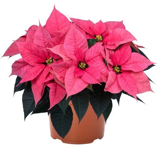 ポインセチア　フレイヤ ファミリー 