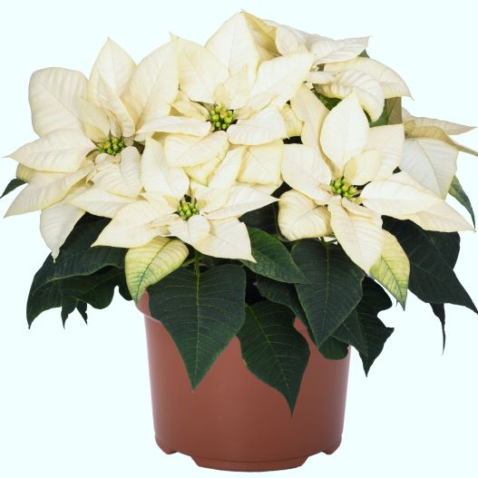 ポインセチア　フレイヤ ファミリー 