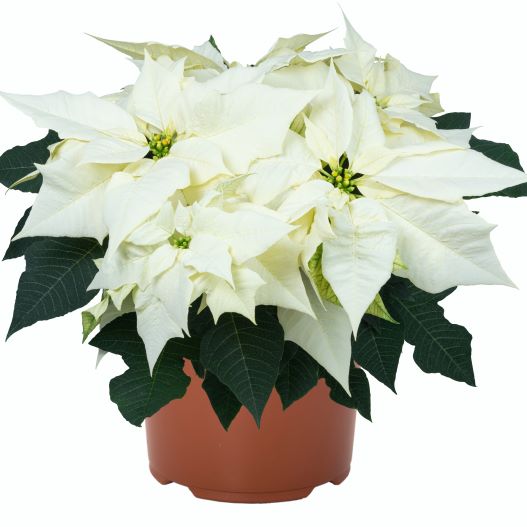 ポインセチア　ポーラースター 