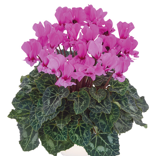 シクラメン F1　プティムーラン ミニチュア系品種