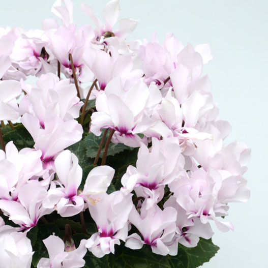 シクラメン F1　プティムーラン ミニチュア系品種