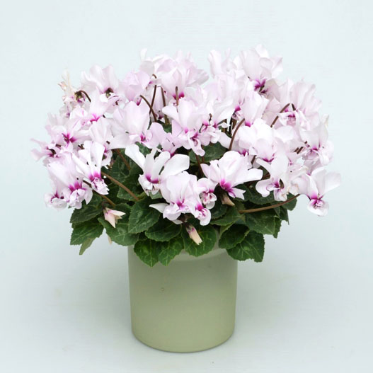 シクラメン F1　プティムーラン ミニチュア系品種