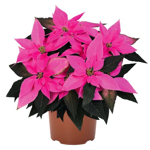 ポインセチア ジャドール シリーズ｜WEBカタログ｜未来アグリス株式