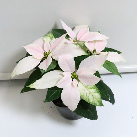 ポインセチア　ジャドール シリーズ Poinsettia J'Adore