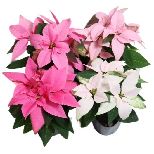 ポインセチア　ジャドール シリーズ Poinsettia J'Adore