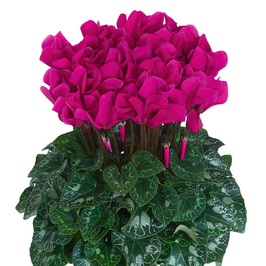 シクラメン　ドリームスケープ 