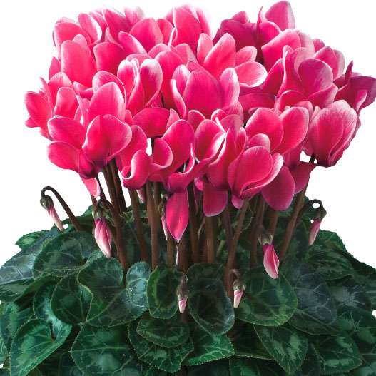 シクラメン F1 ティアニス ファンタジア｜WEBカタログ｜未来アグリス