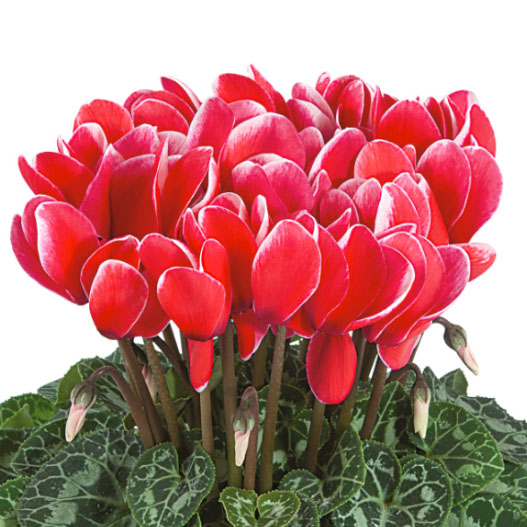 シクラメン F1 ティアニス ファンタジア｜WEBカタログ｜未来アグリス