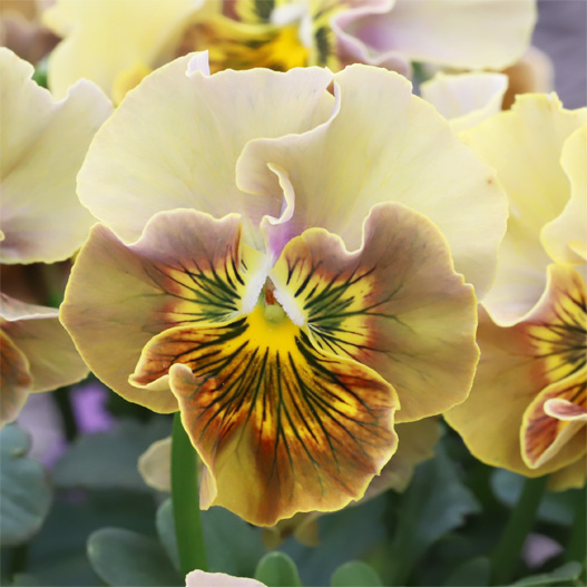 ビオラ　和モダンクラシックカラー 