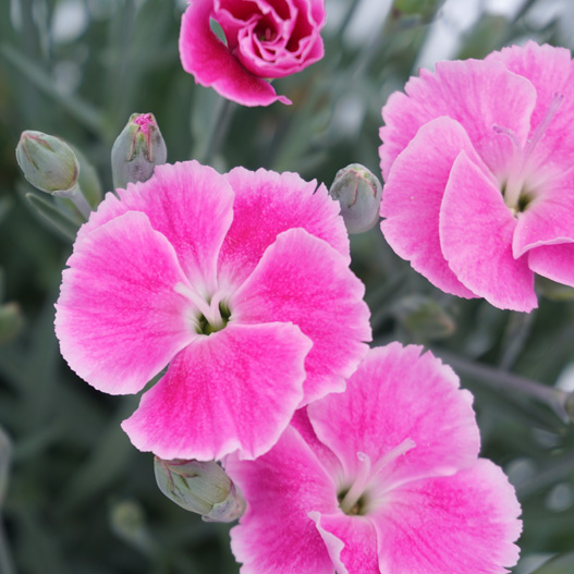 カーネーション　アルパイン イットガール　 