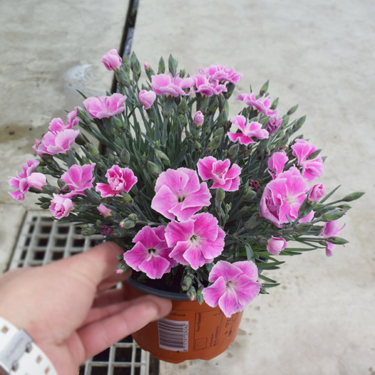 カーネーション　アルパイン イットガール　 