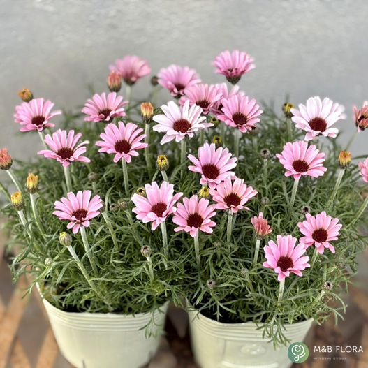 ローダンセマム　プリマリア 