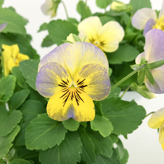 ビオラ　ネオンミクスチャー 