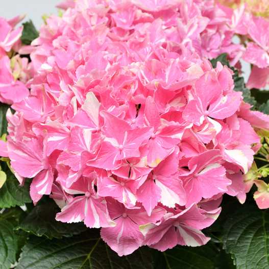 ハイドランジア　ミューズファクトリー No.10 流星 